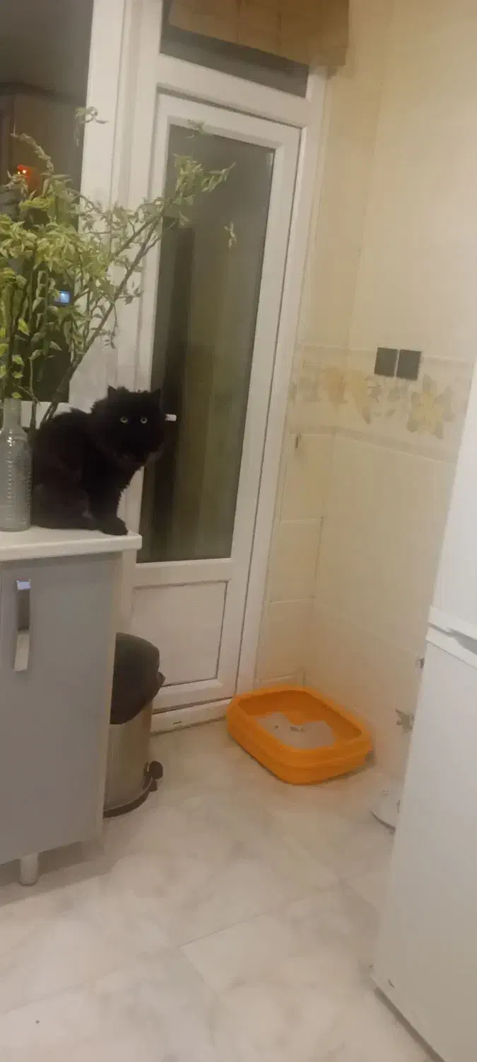 گربه پرشین|گربه|تهران, تهرانپارس غربی|دیوار