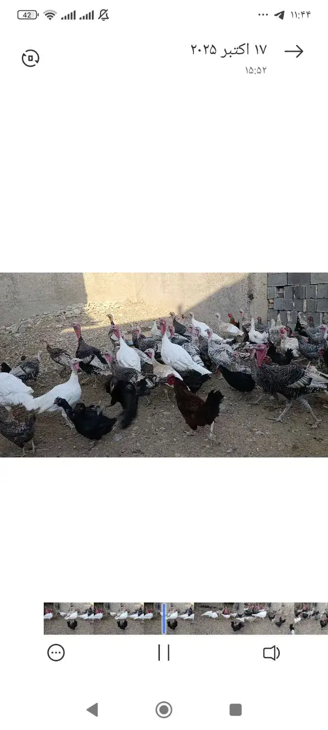 فروش بوقلمون|حیوانات مزرعه|فسا, |دیوار