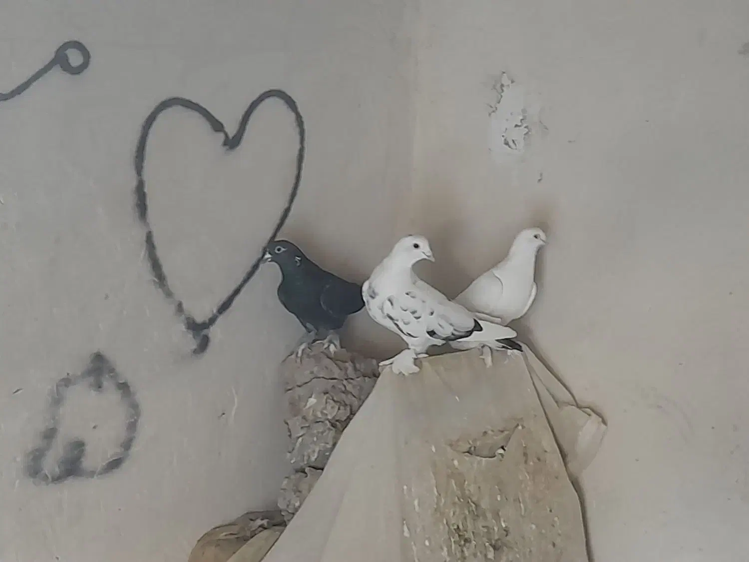 کفتر|پرنده|تبریز, |دیوار