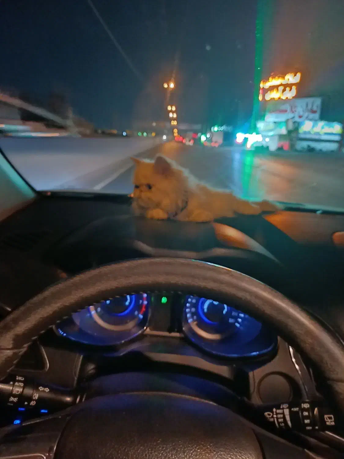 گربه پرشین|گربه|رشت, بیجارپس|دیوار