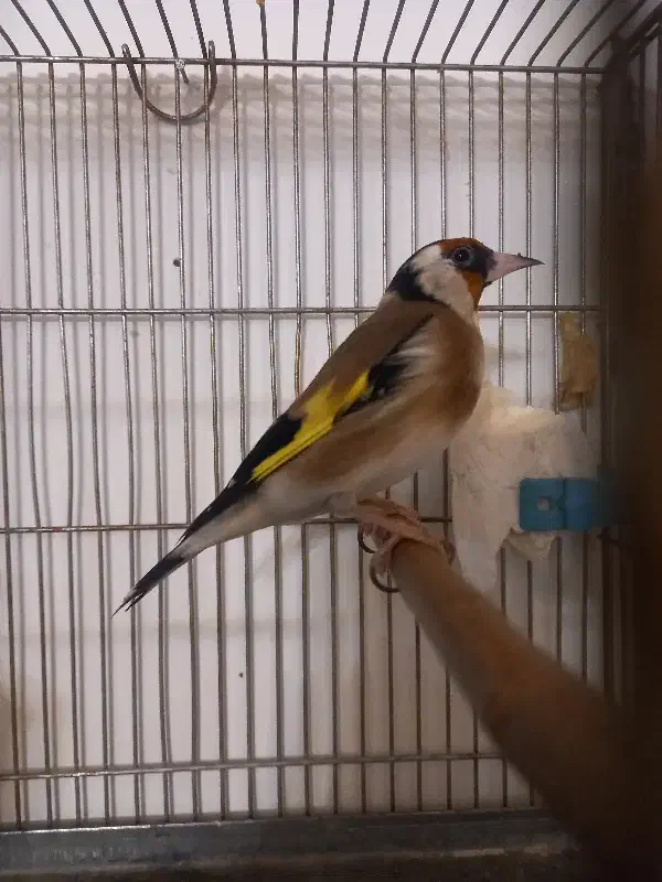 سهره خوش رخ دهن لر|پرنده|آباده, |دیوار