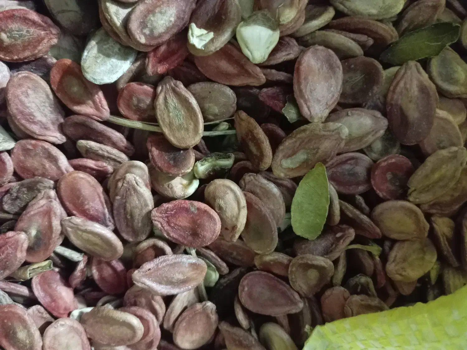 دانه هندوانه|عمدهفروشی|کدکن, |دیوار