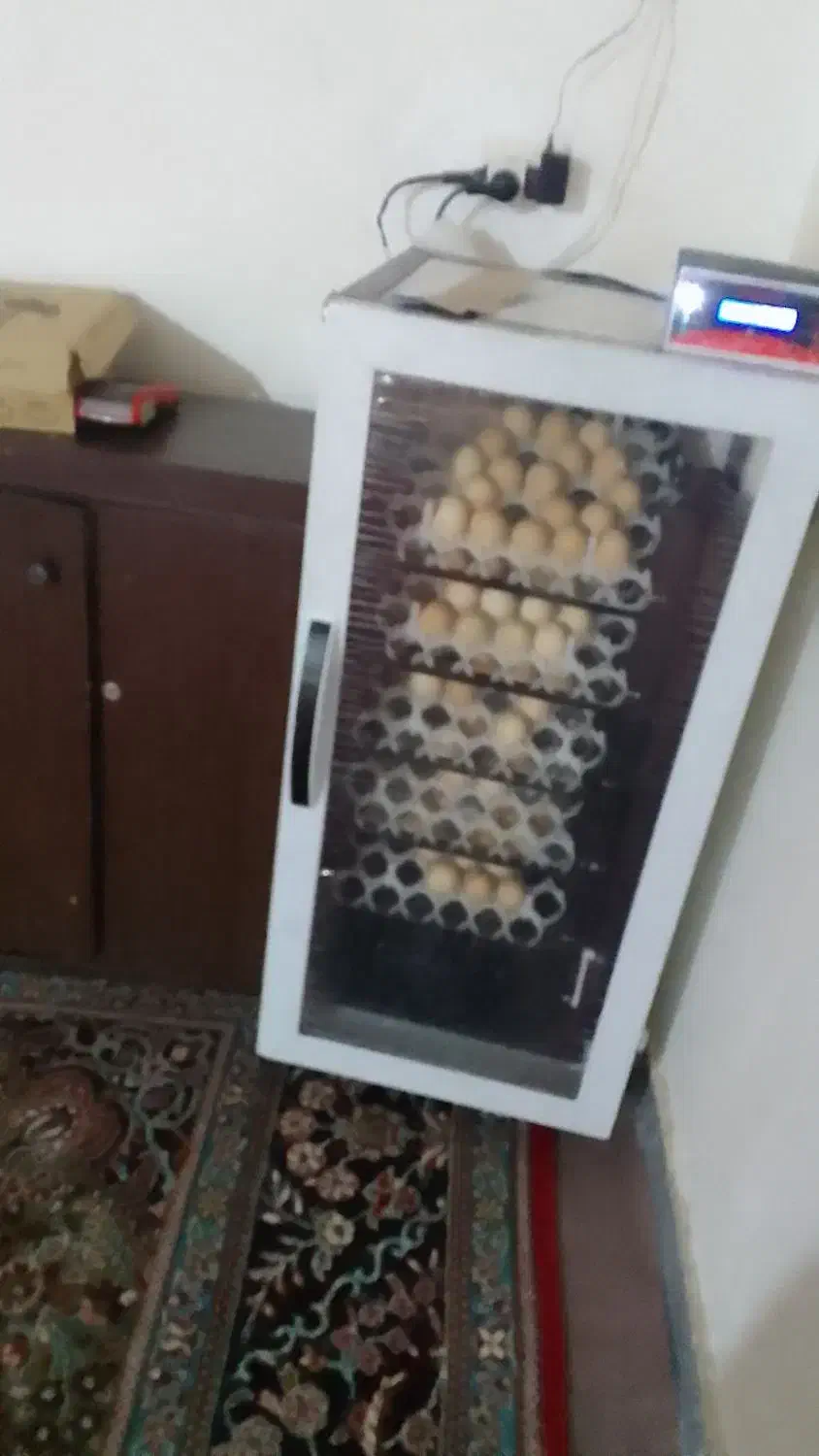 دستگاه جوجه کشی تمام اتوماتیک|لوازم جانبی حیوانات|تاکستان, |دیوار