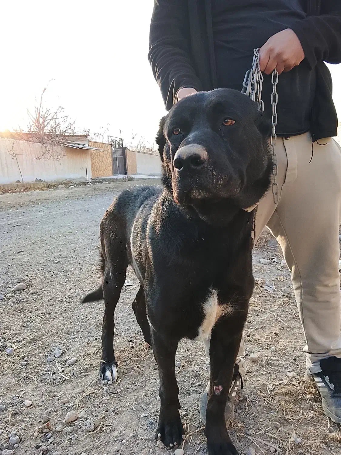 واگذاری رایگان ن ی س ت|سگ|باسمنج, |دیوار