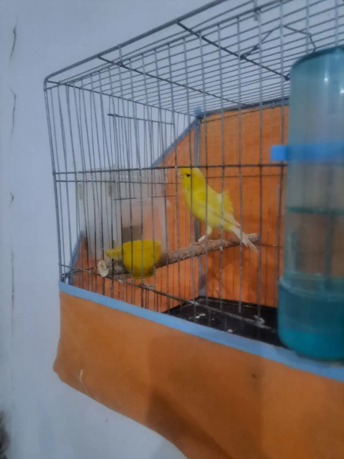 قناری و سهره|پرنده|بوئین زهرا, |دیوار