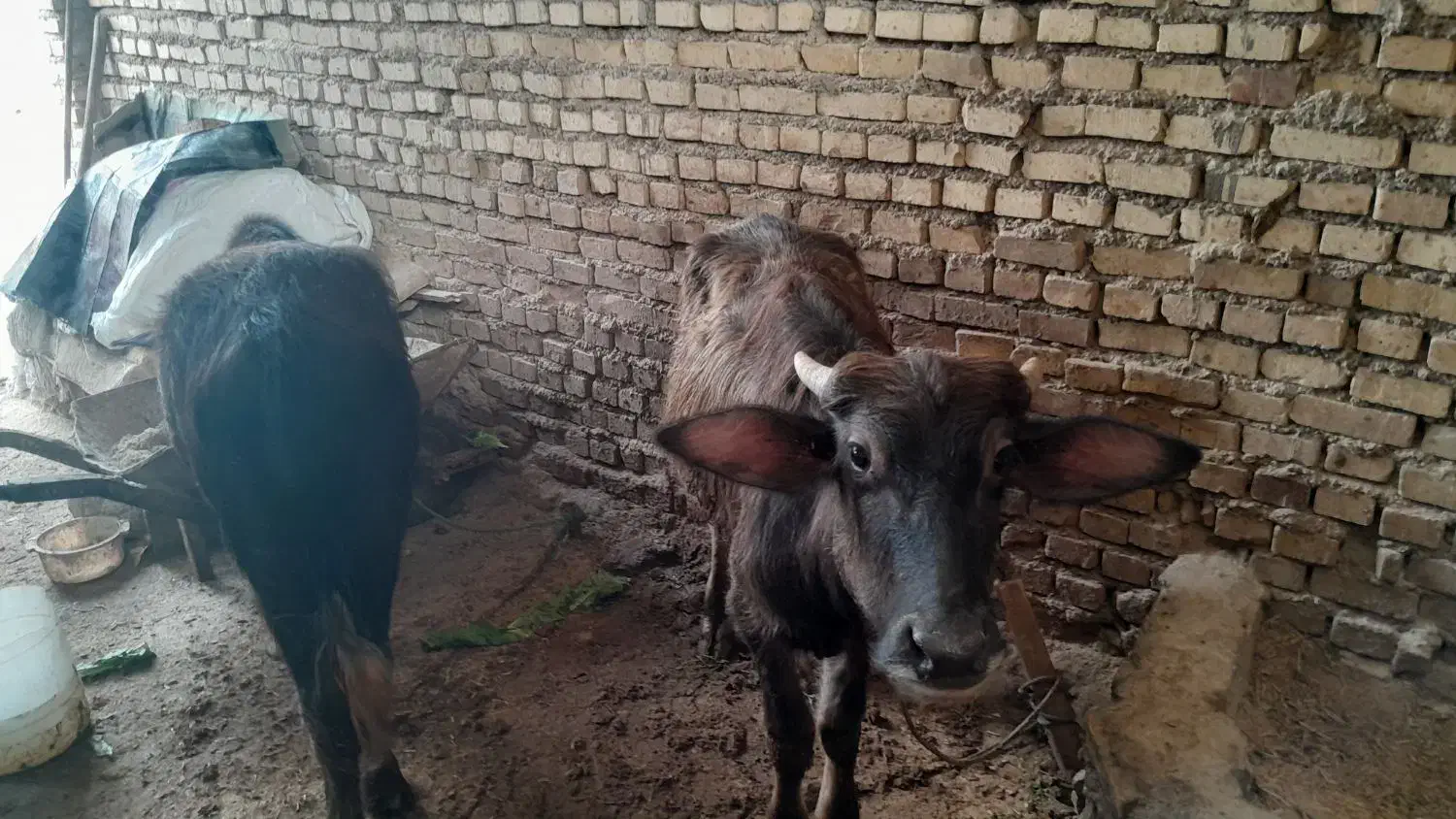 فروش 2راس گوساله گاومیش حشوه سالم|کالسکه و لوازم جانبی|اهواز, گلدشت|دیوار