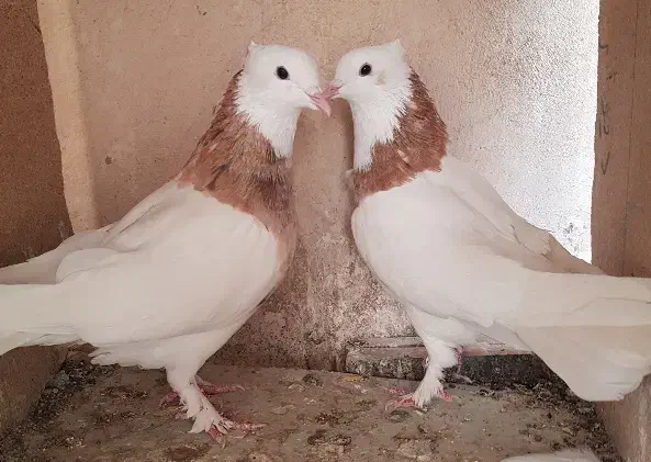 کبوتر طوقی نر پنج عدد و یک ماده|پرنده|زابل, |دیوار