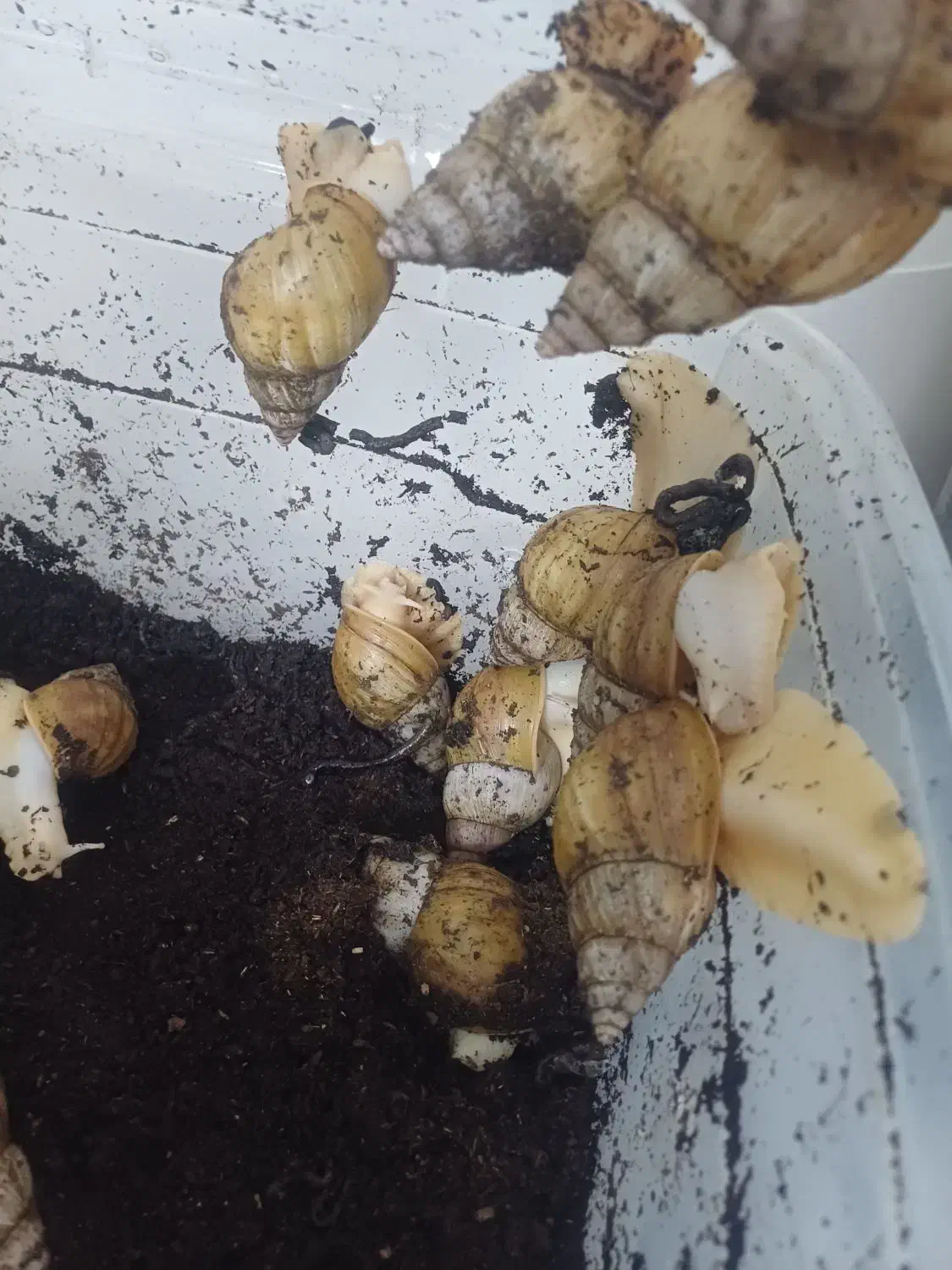 خاک مختص بستر حلزون|خزنده|مشهد, حضرت حجت|دیوار