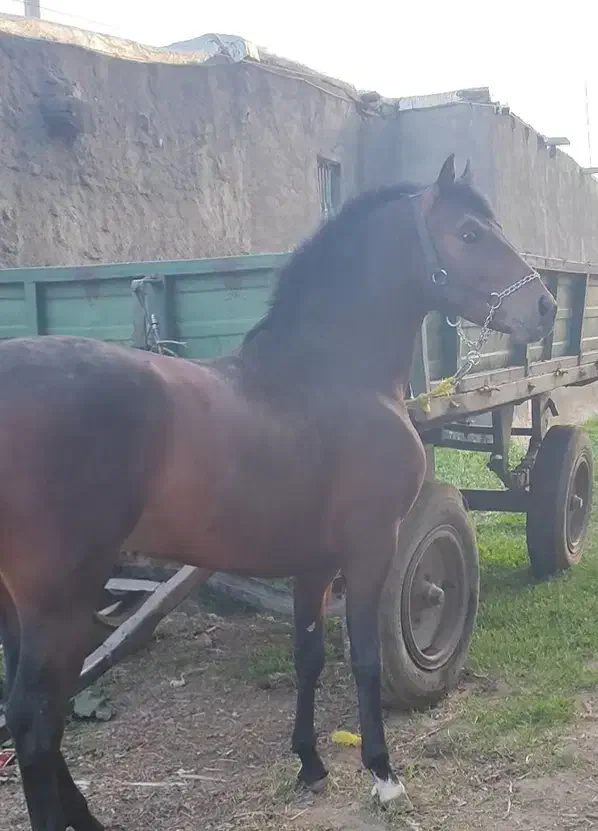 کره نریان دوساله نوه سهیل مریخ|اسب و تجهیزات اسب‌سواری|تهران, سازمان آب|دیوار