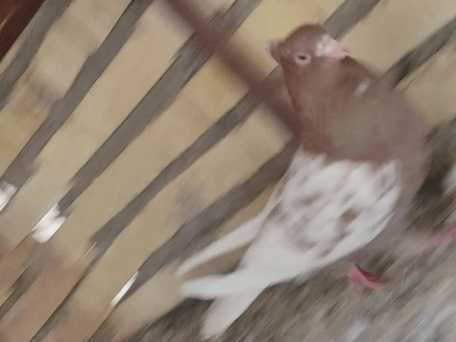 کبوتر رنگی ماده|پرنده|شوشتر, |دیوار