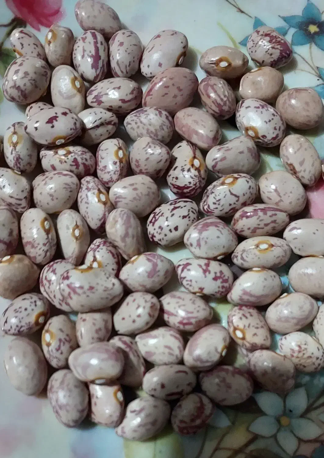 لوبیا چیتی|خوردنی و آشامیدنی|تهران, والفجر (افسریه)|دیوار