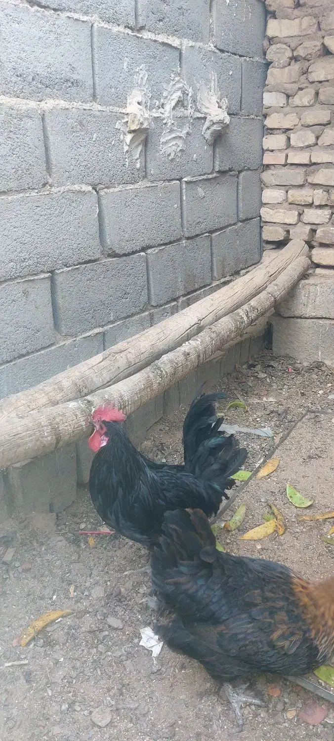 مرغ|پرنده|بافق, |دیوار