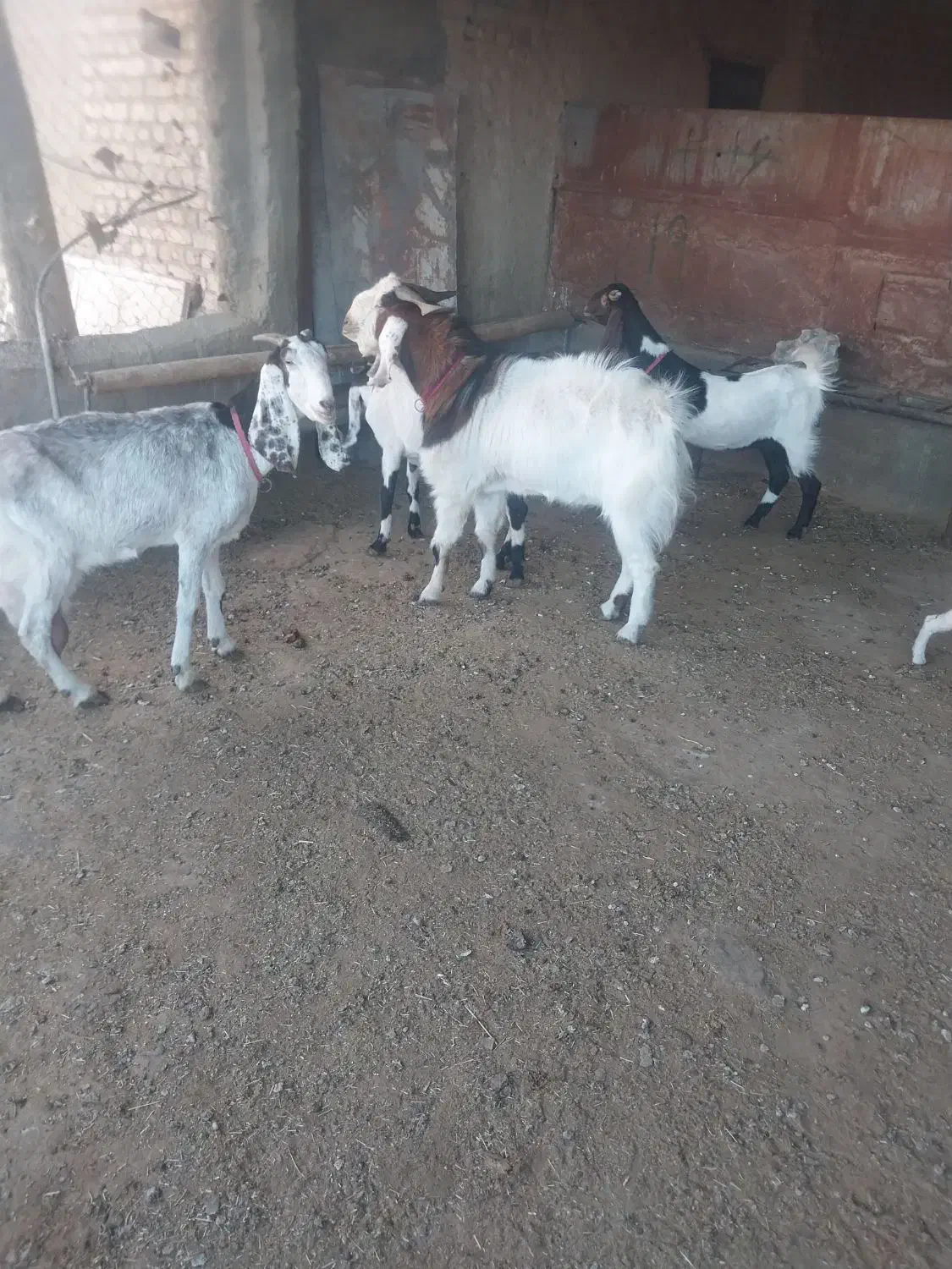 بز پاکستانی جوان|حیوانات مزرعه|کمیجان, |دیوار