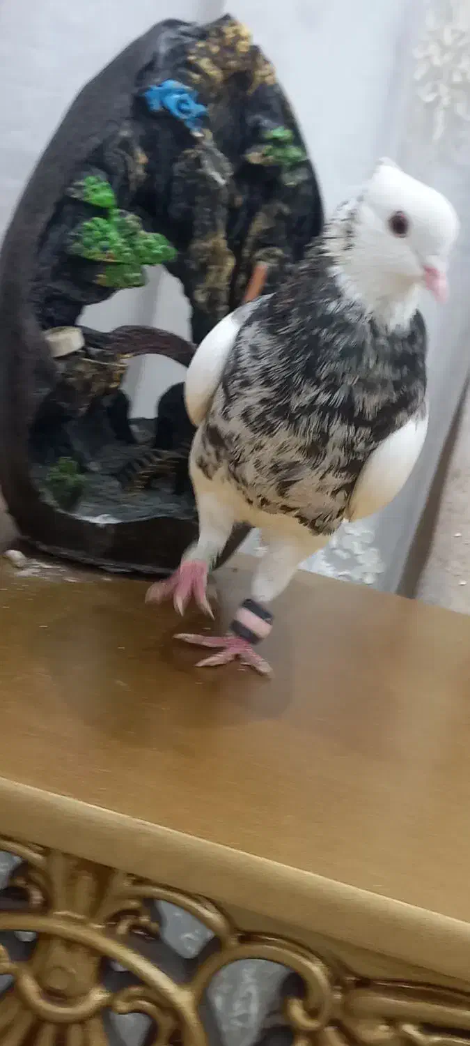 طوقی هفت رنگ|پرنده|بندر ماهشهر, |دیوار