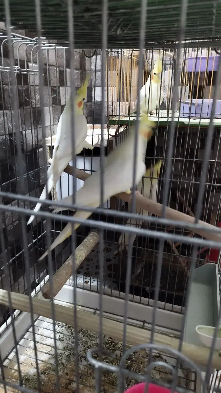 عروس هلندی|پرنده|خرمشهر, |دیوار