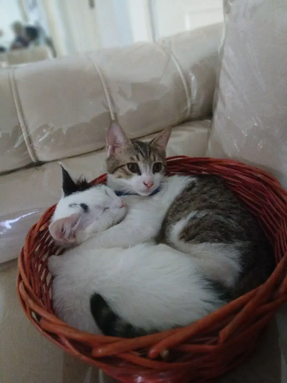 گمشده|حیوانات|فردیس, فردیس|دیوار