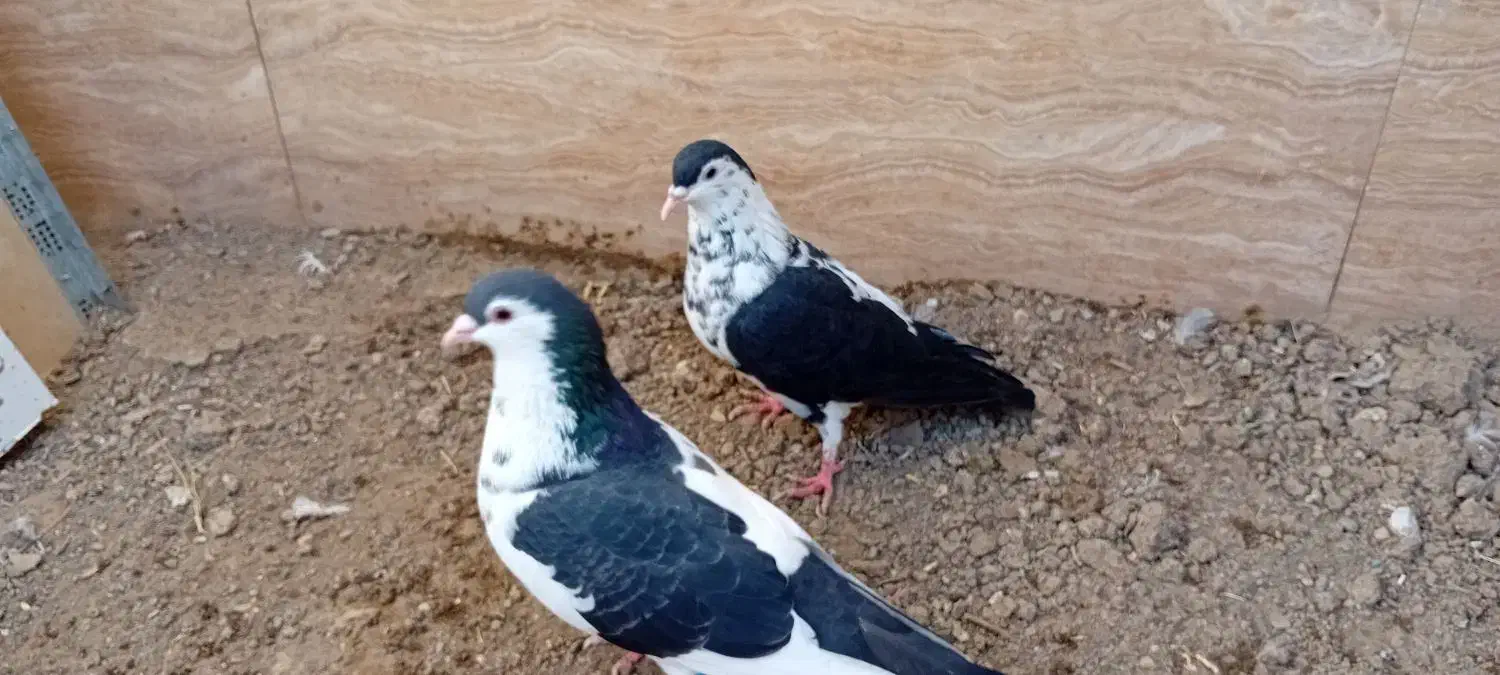 کبوتر چپ افشون وسینه سرخ جفتگاه|پرنده|مشهد, امیرآباد|دیوار