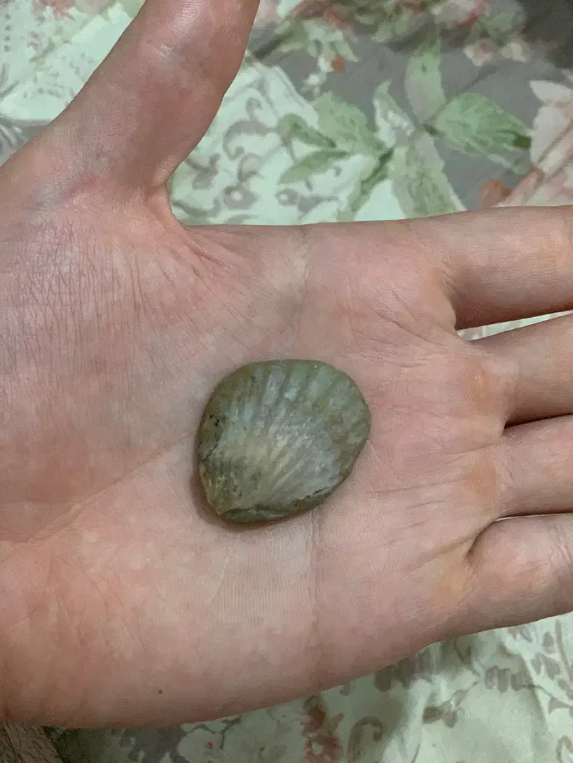 فسیل|کلکسیون اشیاء عتیقه|رشت, گلسار|دیوار