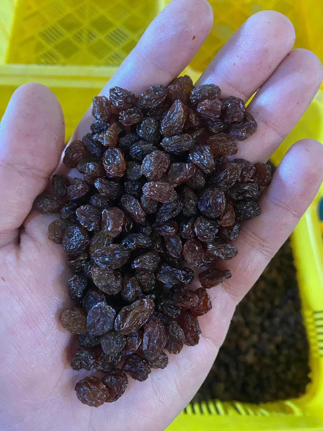 کشمش آفتابی پلویی|خوردنی و آشامیدنی|تاکستان, |دیوار