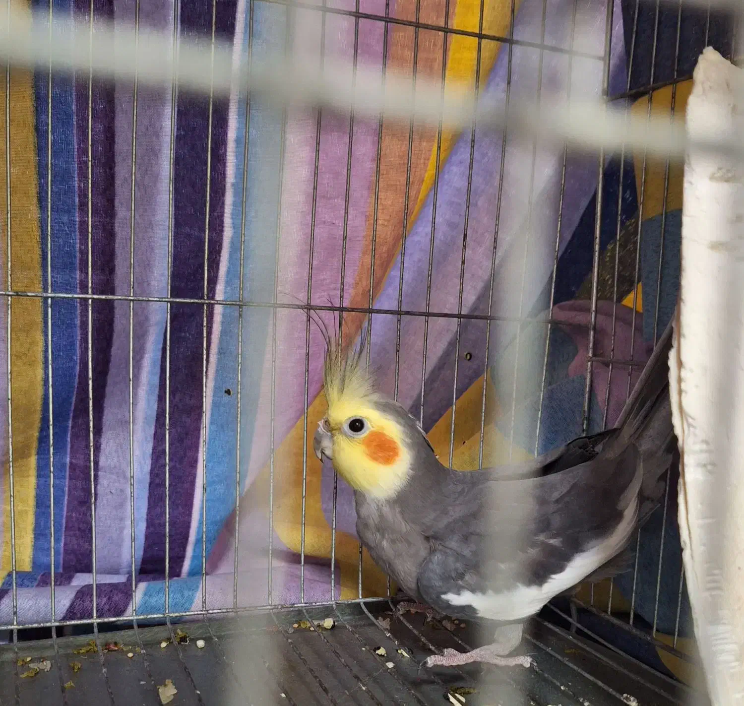 عروس هلندی سخنگو|پرنده|رشت, چمارسرا|دیوار