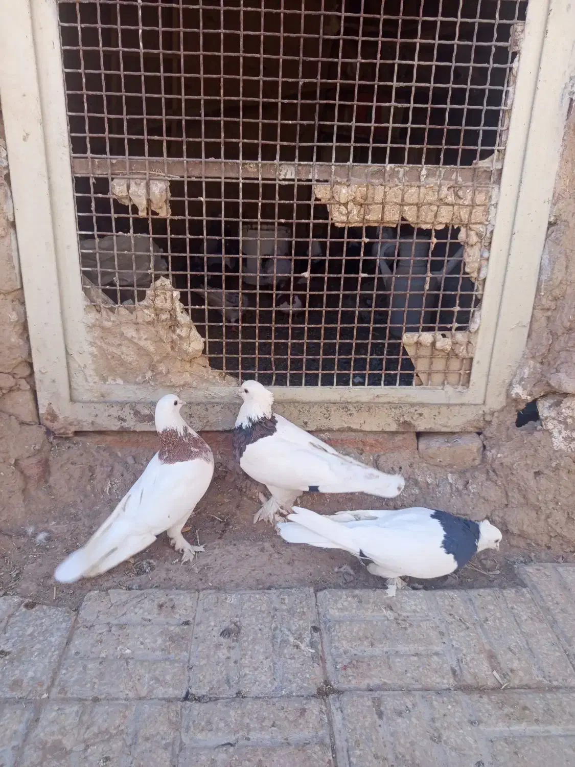 نر طوقی کاکلی|پرنده|درمیان, |دیوار