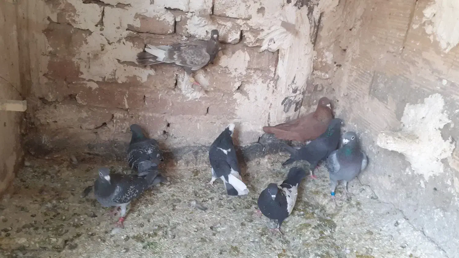 کفتر رنگی و پلاکی|پرنده|فردیس, فردیس|دیوار