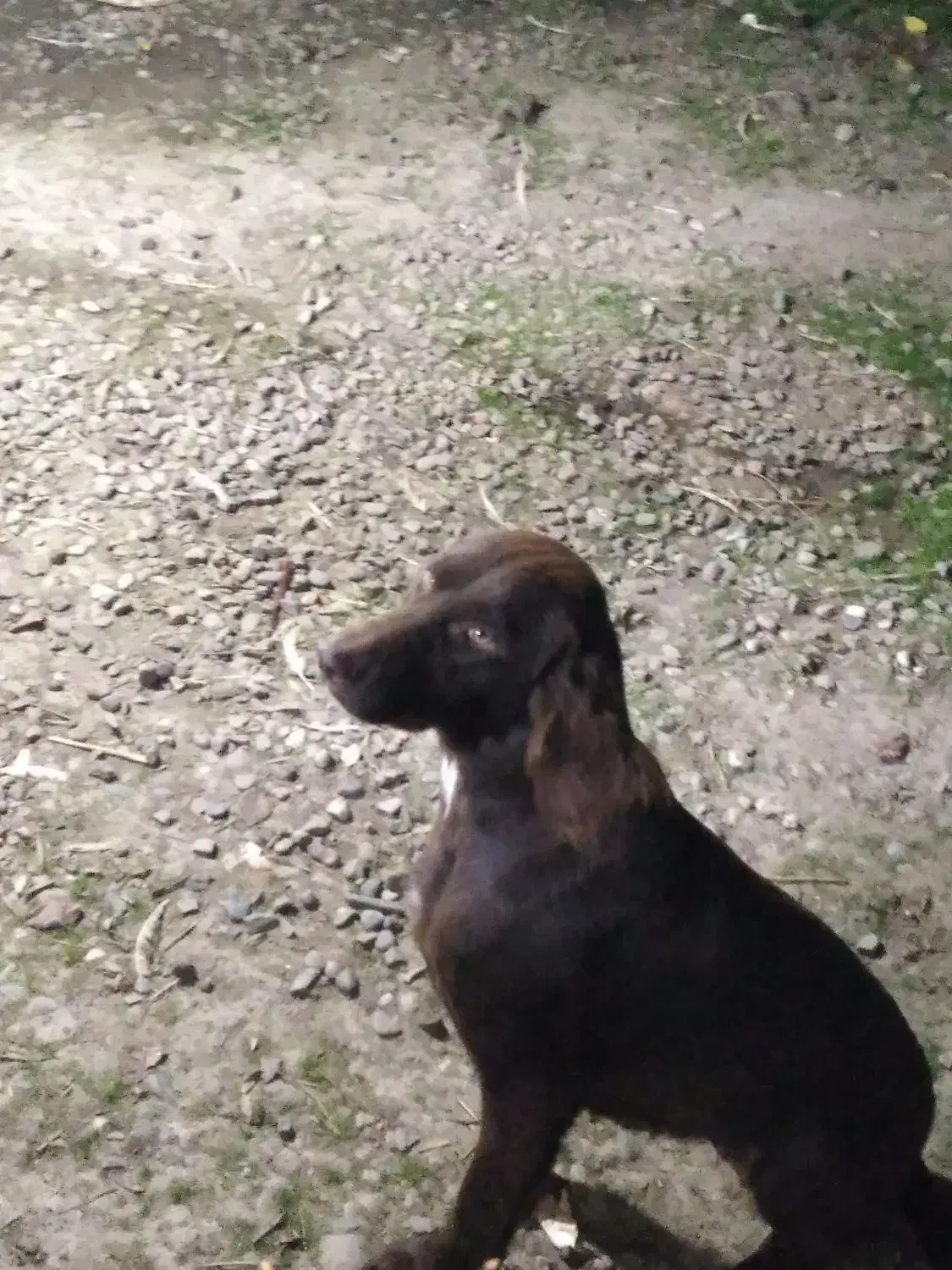 سگ شکاری|سگ|رشت, پیرکلاچای|دیوار