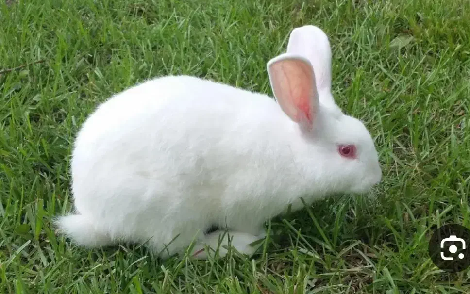 فروش ۳ تا خرگوش|موش و خرگوش|فیروزآباد (فارس), |دیوار