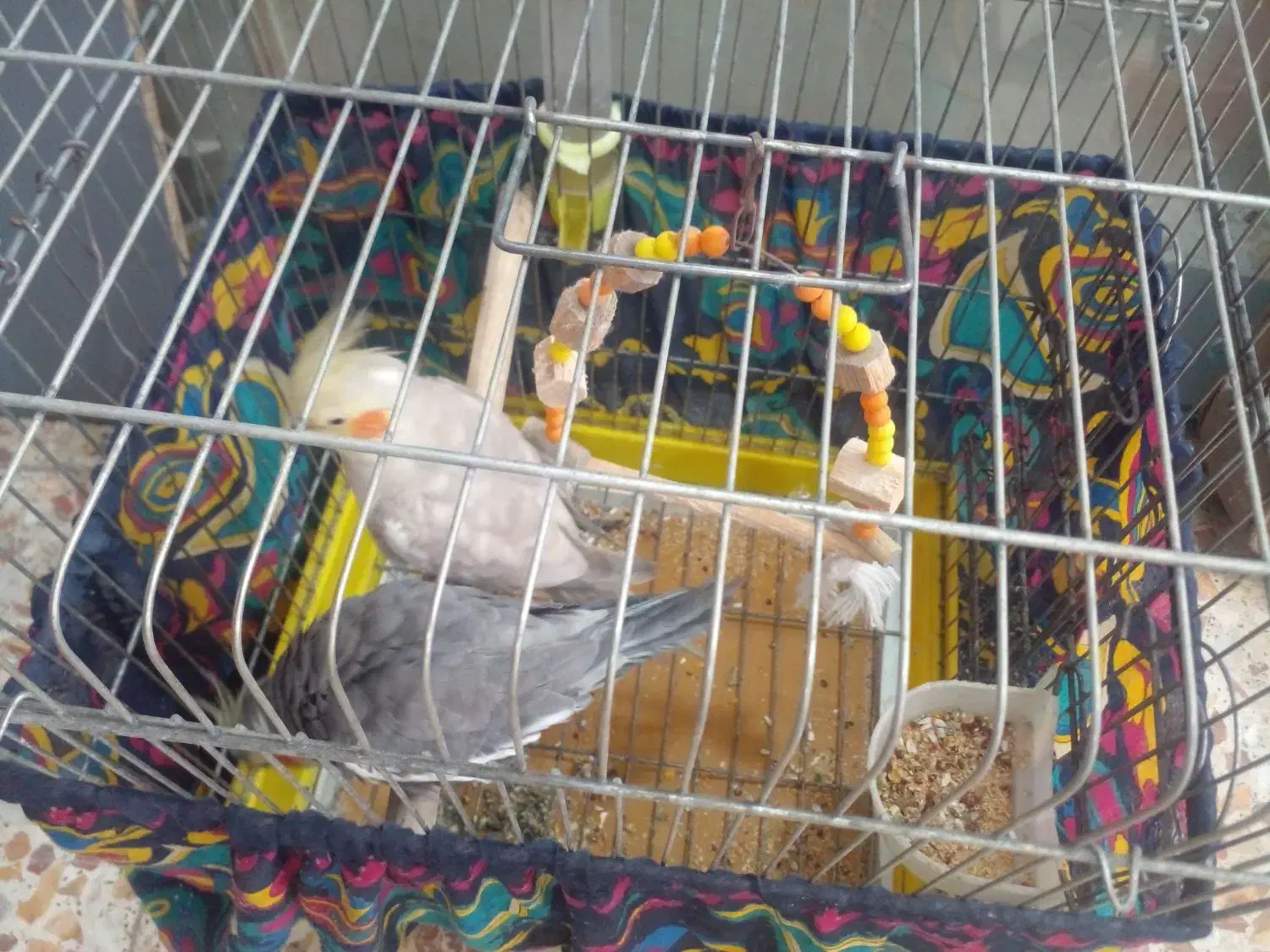 عروس نرو ماده بالغ نر سخنگو|پرنده|رشت, حومه رشت|دیوار