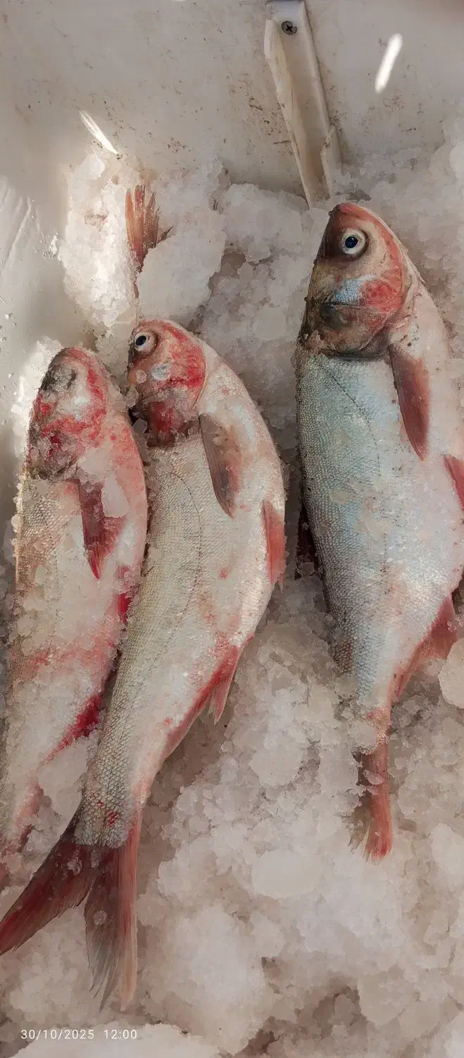 ماهی غزل تازه|ماهی|لالی, |دیوار