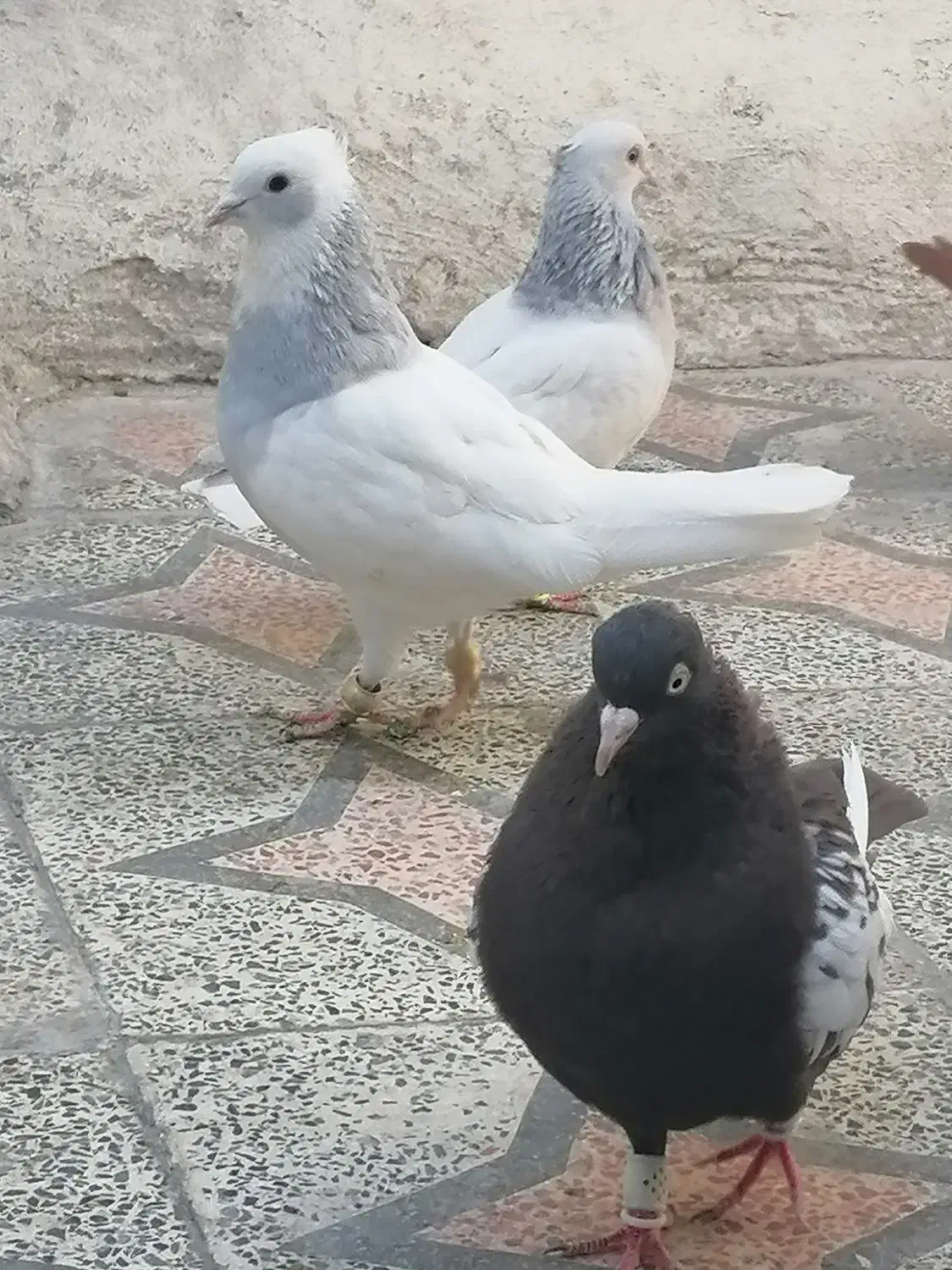 کفتر طوق آبی بردار سرور دم سفید شمعک تخت|پرنده|شیراز, سعدیه جنوبی|دیوار