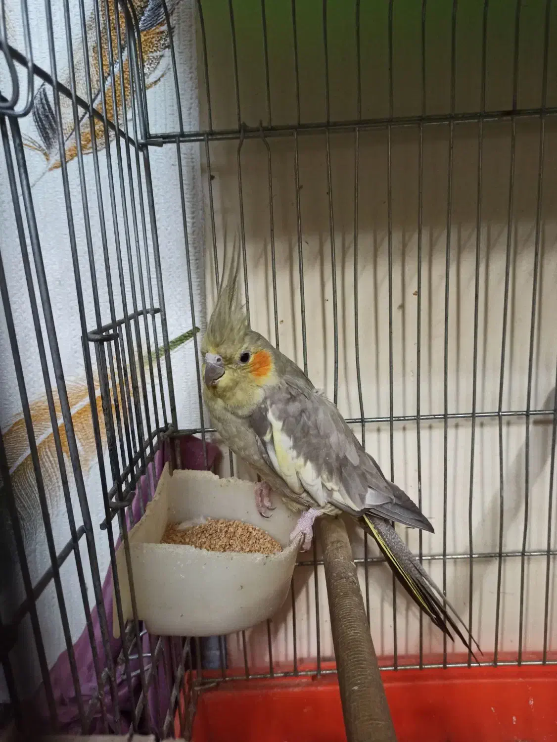 عروس هلندی معاوضه با سهره|پرنده|قرچک, باقرآباد|دیوار