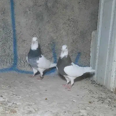 یه جفت طوقی|پرنده|گلستان (تهران), |دیوار