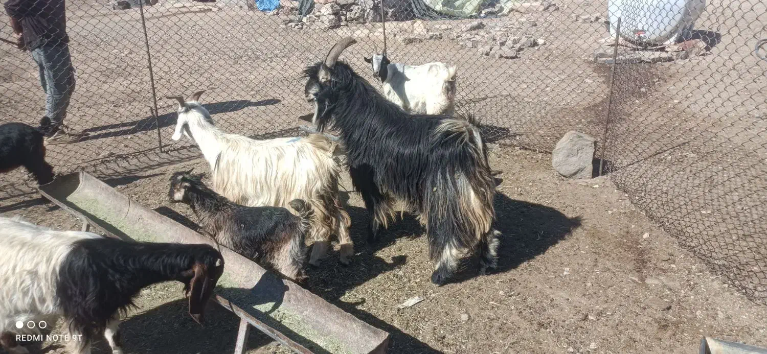 چپش|حیوانات مزرعه|فیروزآباد (فارس), |دیوار