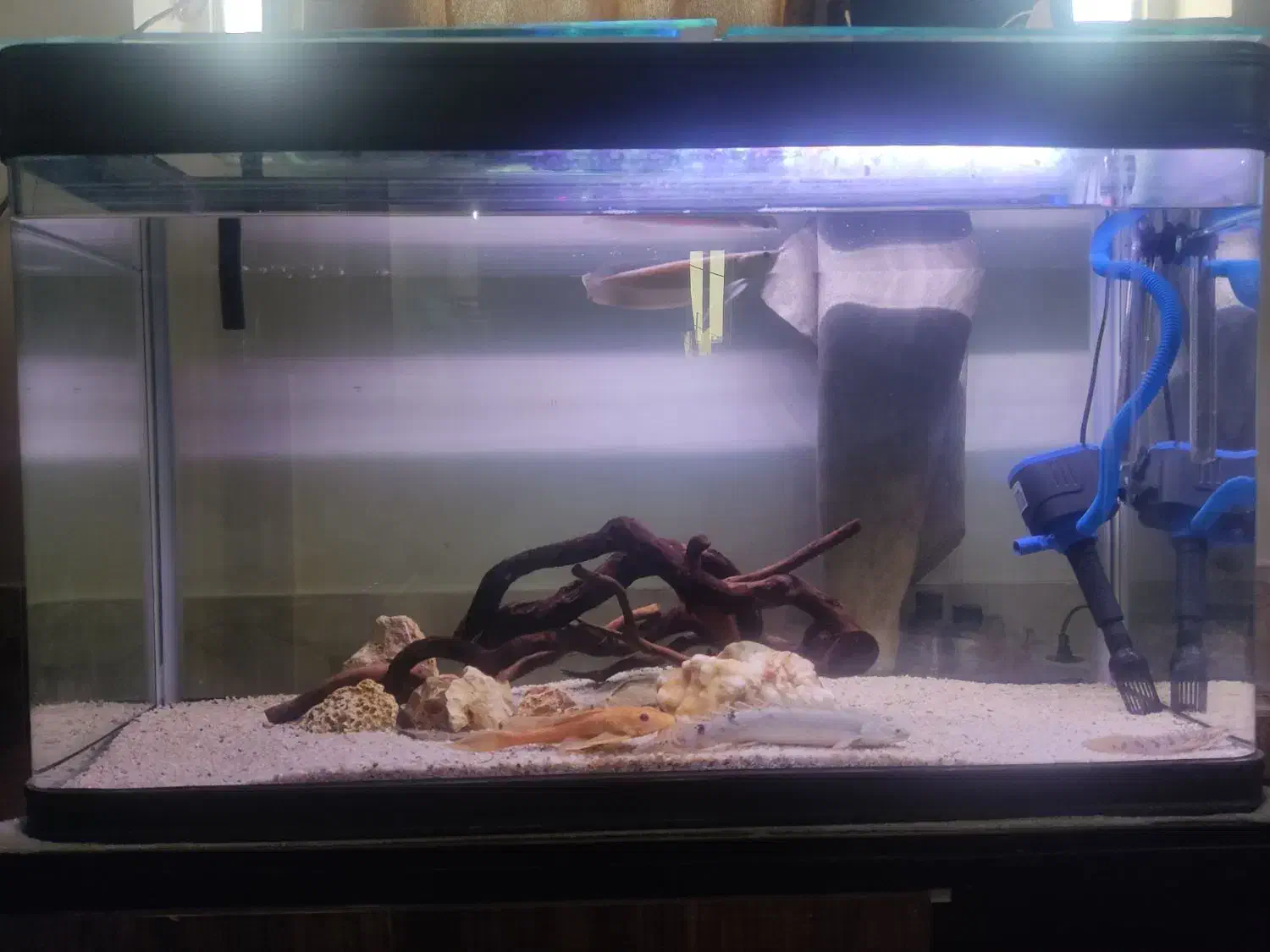 اکواریوم با ماهی|ماهی|شیراز, شاپورجان|دیوار