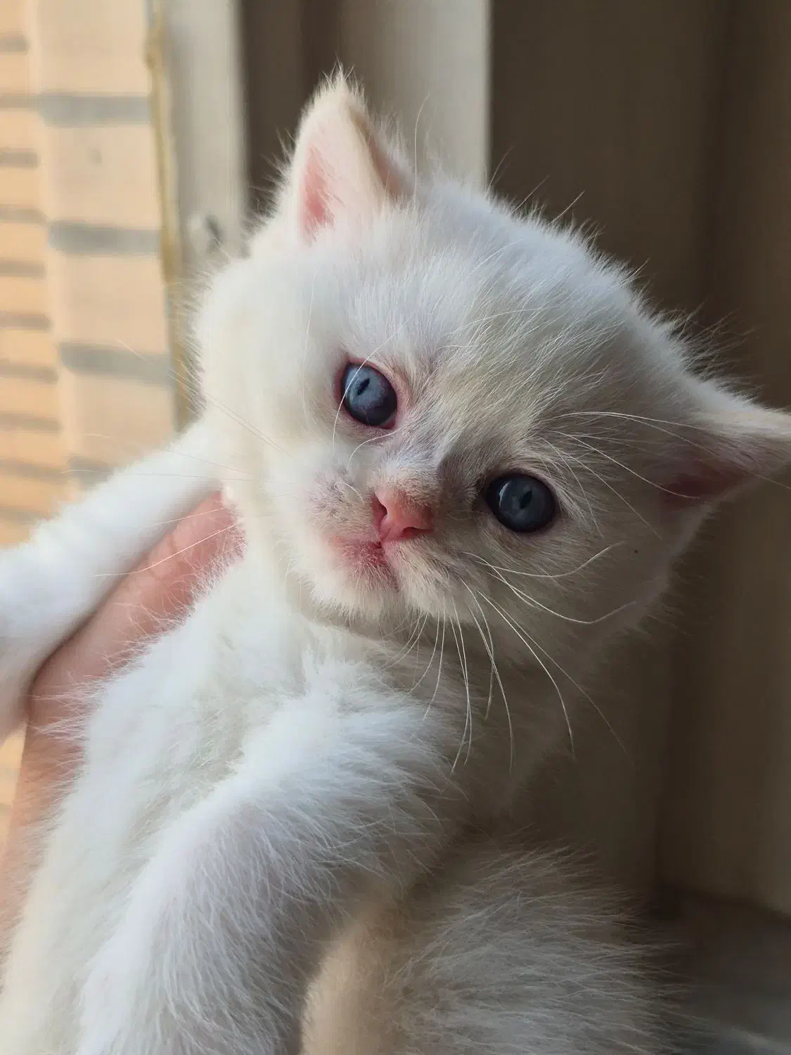 گربه اسکاتیش بریتیش|گربه|کرج, اتحاد|دیوار