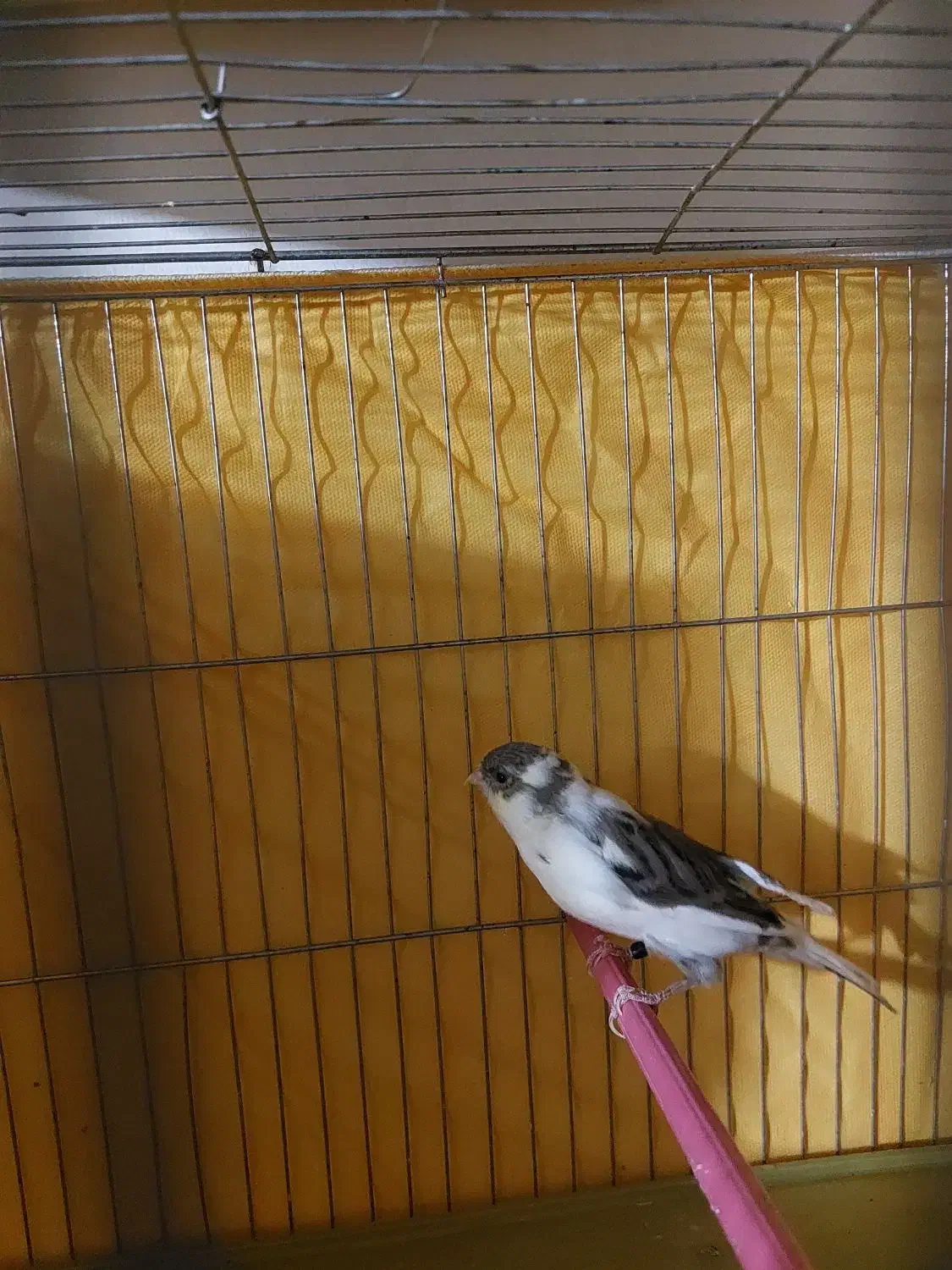 فروش یک جفت قناری نر و ماده|پرنده|محمدشهر, ولدآباد|دیوار