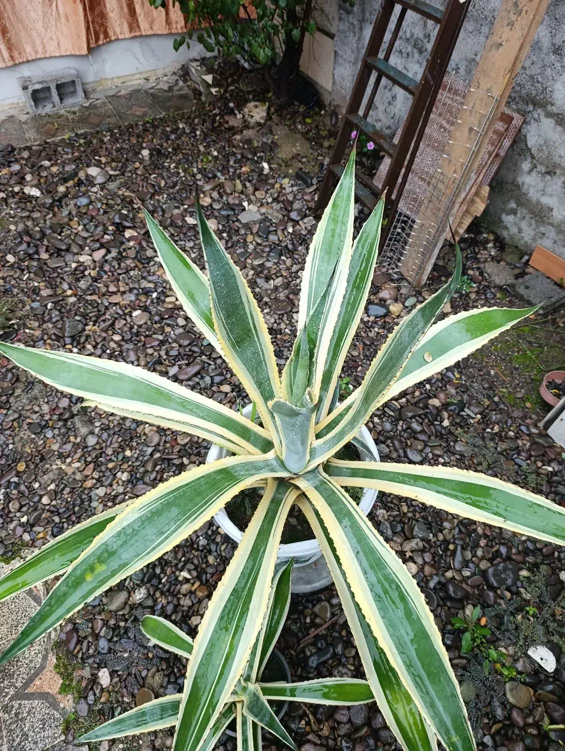 گل آگاو|گل و گیاه طبیعی|رشت, حومه رشت|دیوار