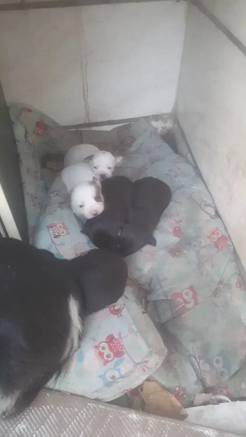 سگ مینیاتوری با۵تاتولش|سگ|خرم‌آباد, |دیوار