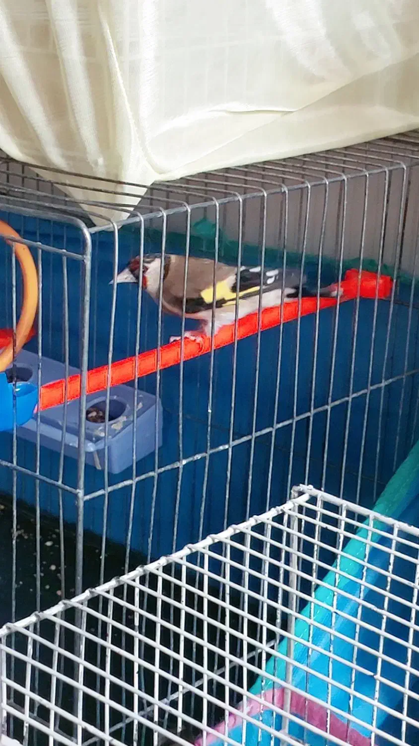 سهره طلایی|پرنده|قزوین, |دیوار