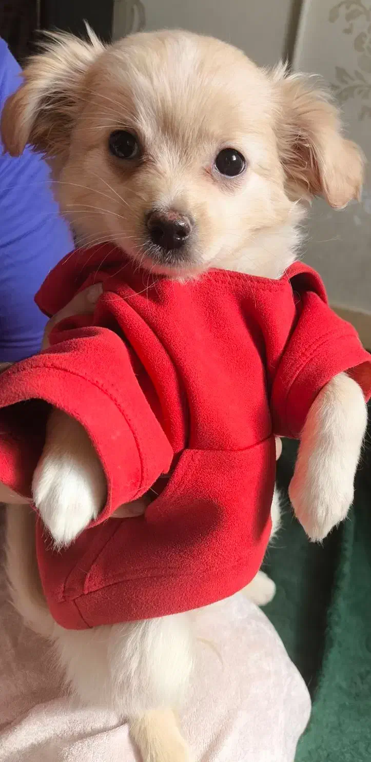 اشپیتزپامرین|سگ|فولادشهر, B4|دیوار