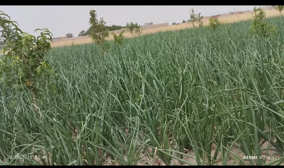 زمین ویلایی|فروش زمین و ملک کلنگی|صوفیان, |دیوار