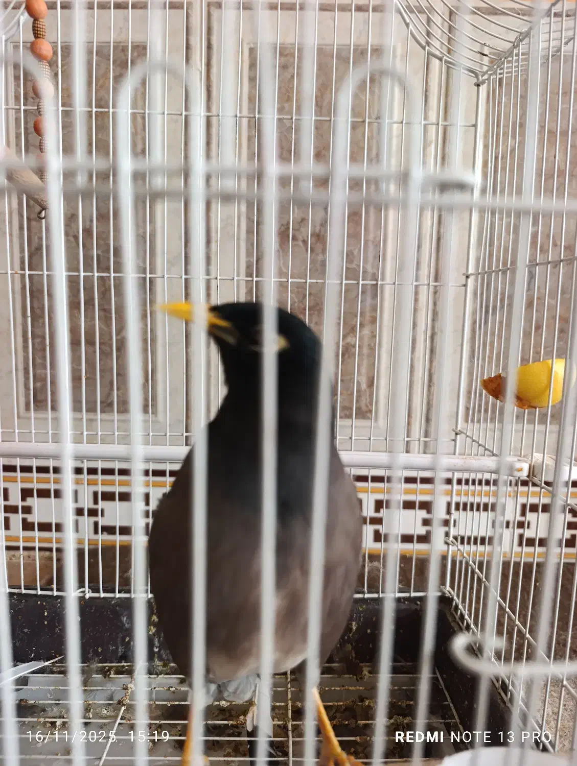 فروش مرغ مینا|پرنده|اقلید, |دیوار