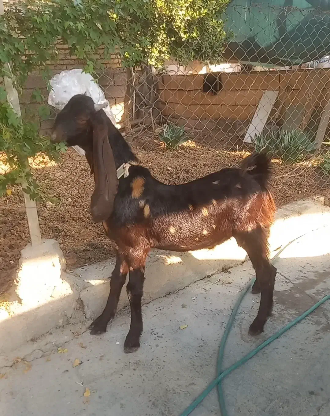 نر بز افغانی پلنگی|حیوانات مزرعه|شوش, |دیوار