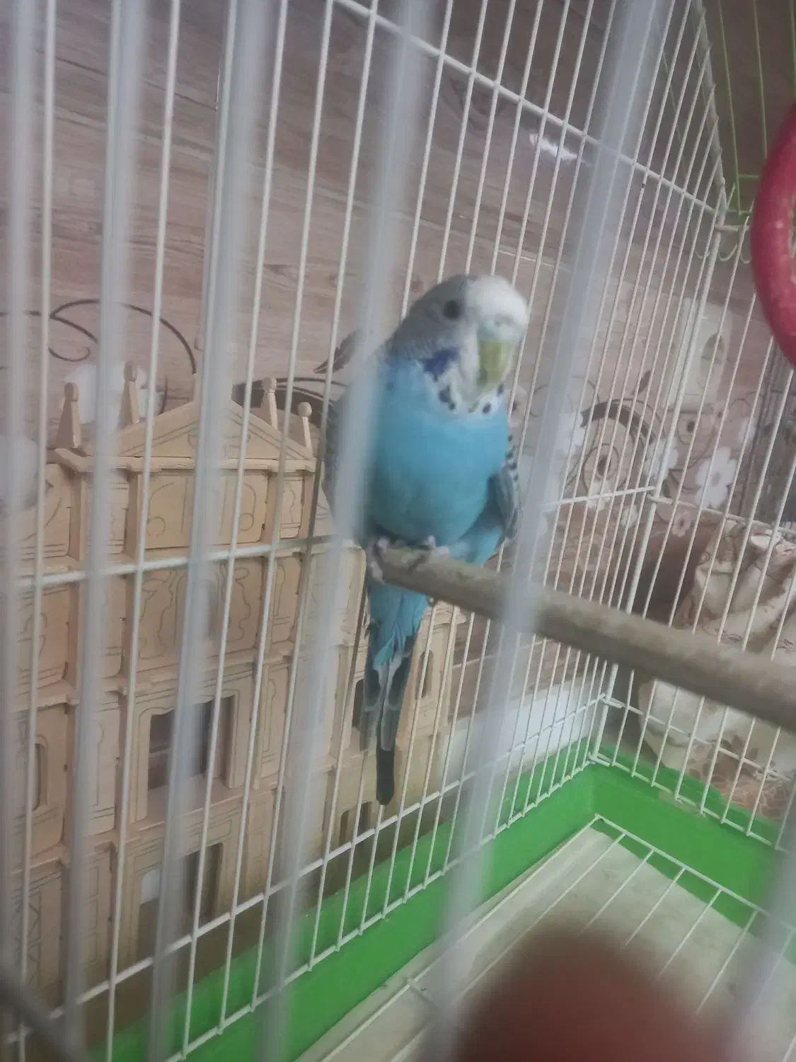 مرغ عشق|پرنده|اصفهان, باغ نگاره|دیوار