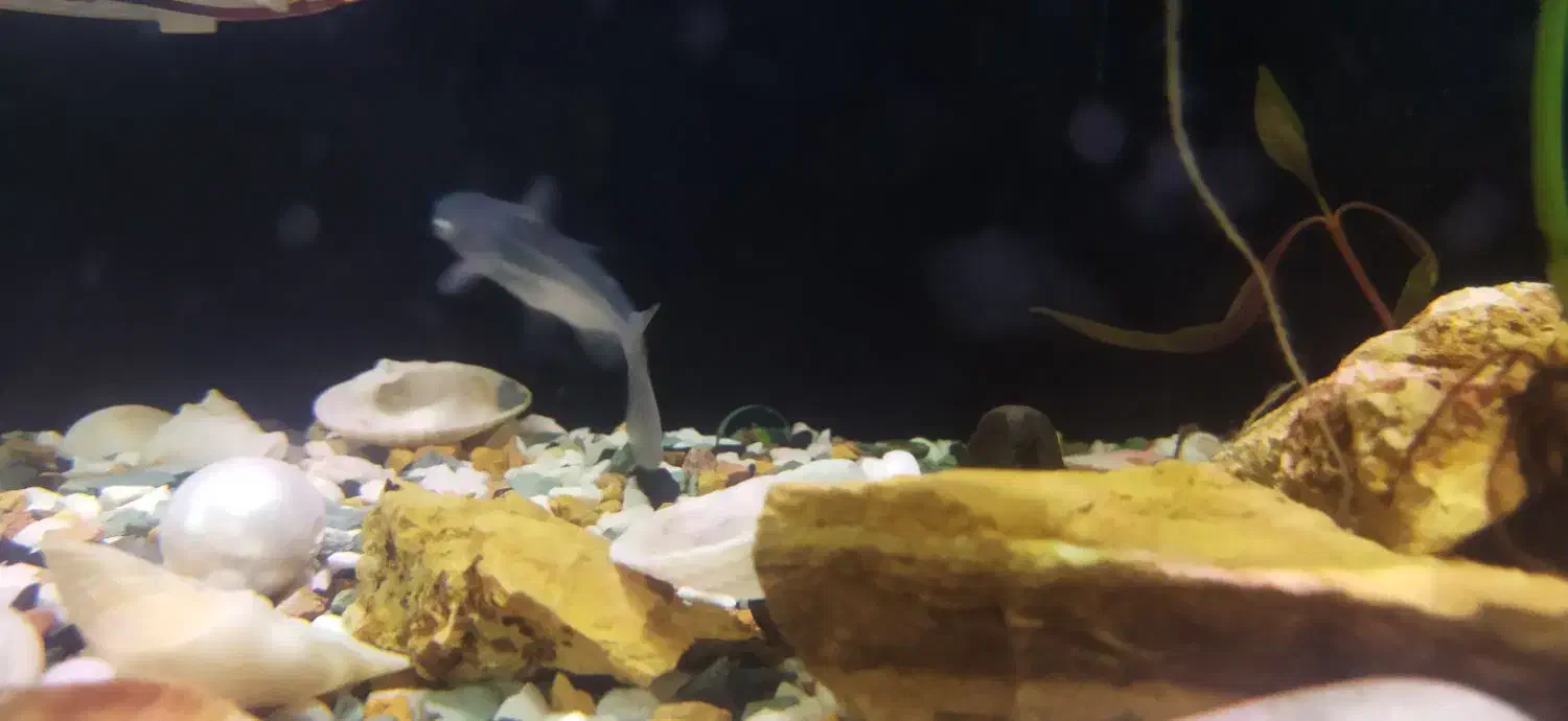 پینگوسی سالم|ماهی|اردبیل, |دیوار