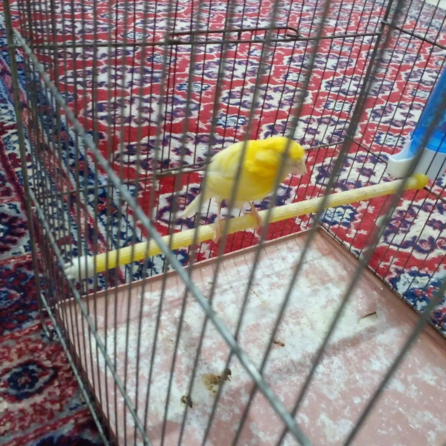 قناری ماده اماده اماده|پرنده|رفسنجان, |دیوار