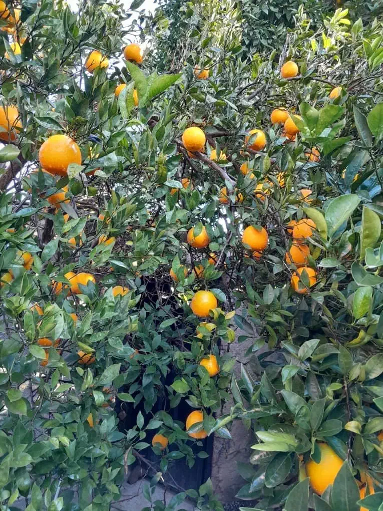 خریدار پرتقال و محصولات سر درختی شما کاملا منصفانه|خوردنی و آشامیدنی|آمل, |دیوار