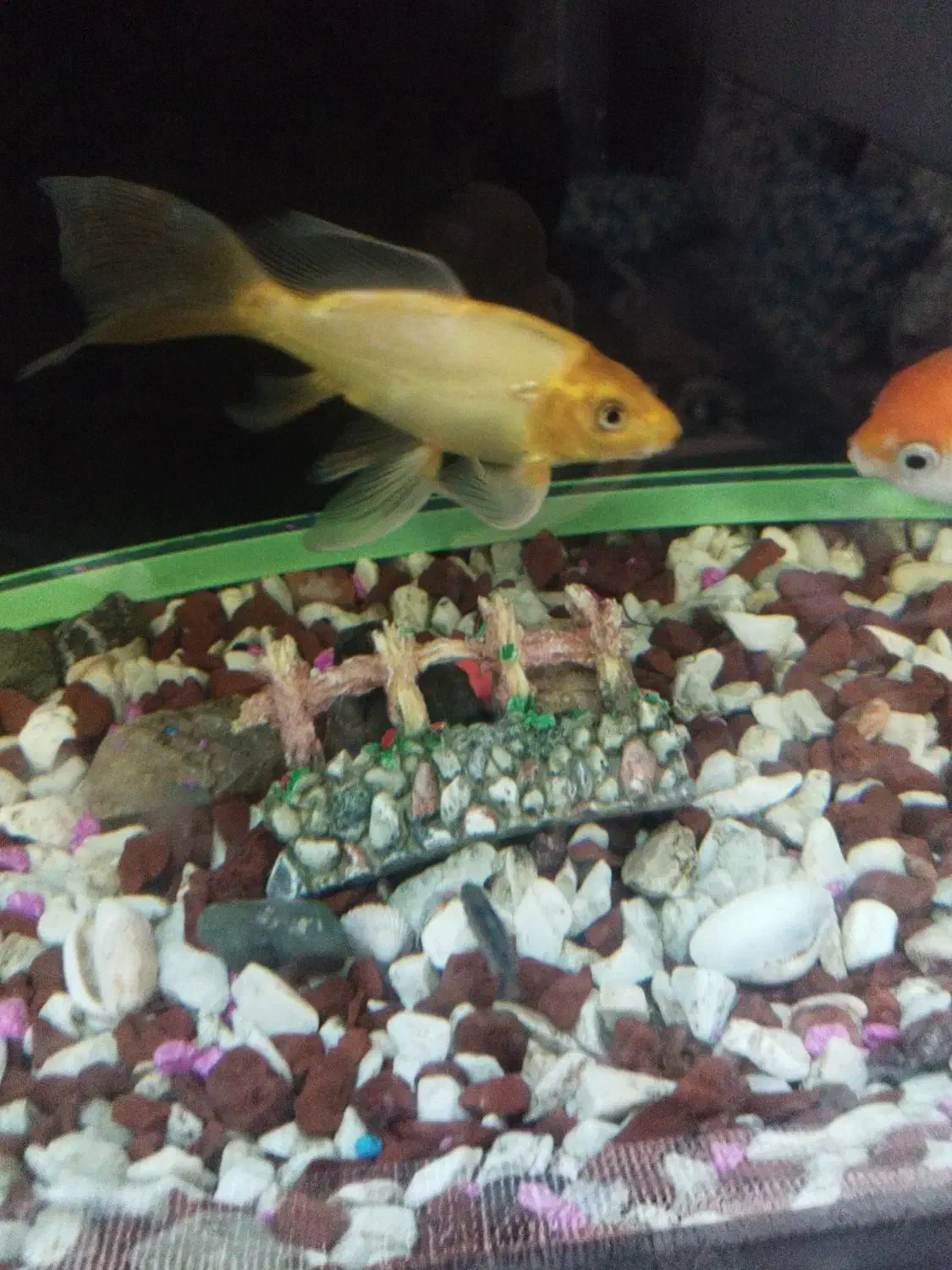 ماهی کوی|ماهی|مشهد, انصار|دیوار