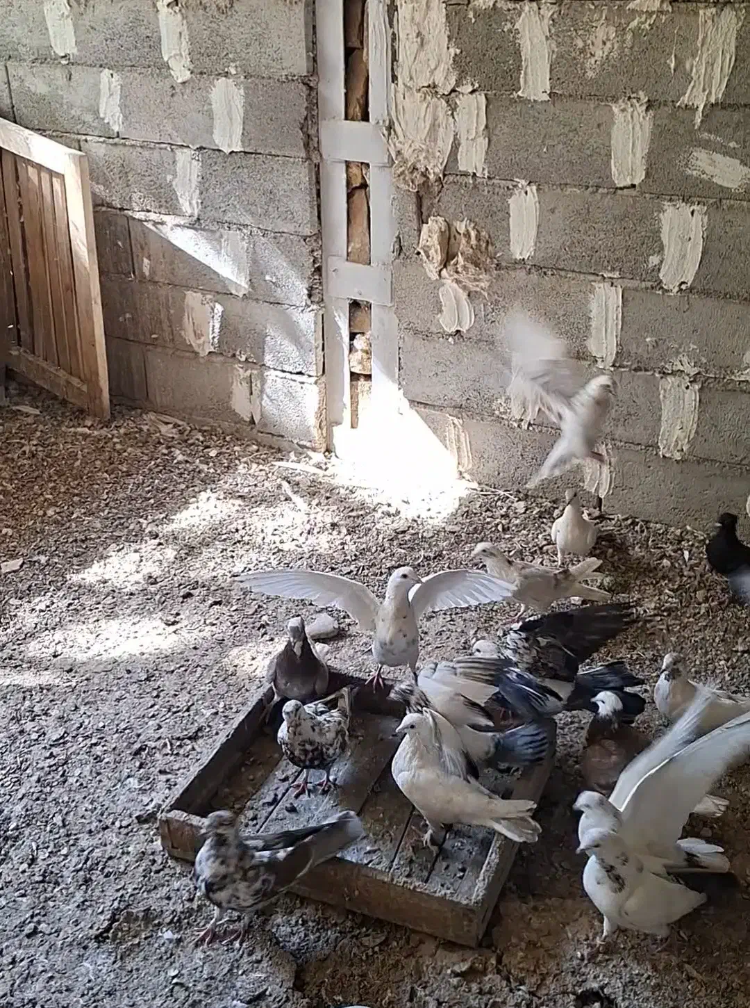 تعدادی کبوتر پرشی سالم و سرحال|پرنده|خوانسار, |دیوار